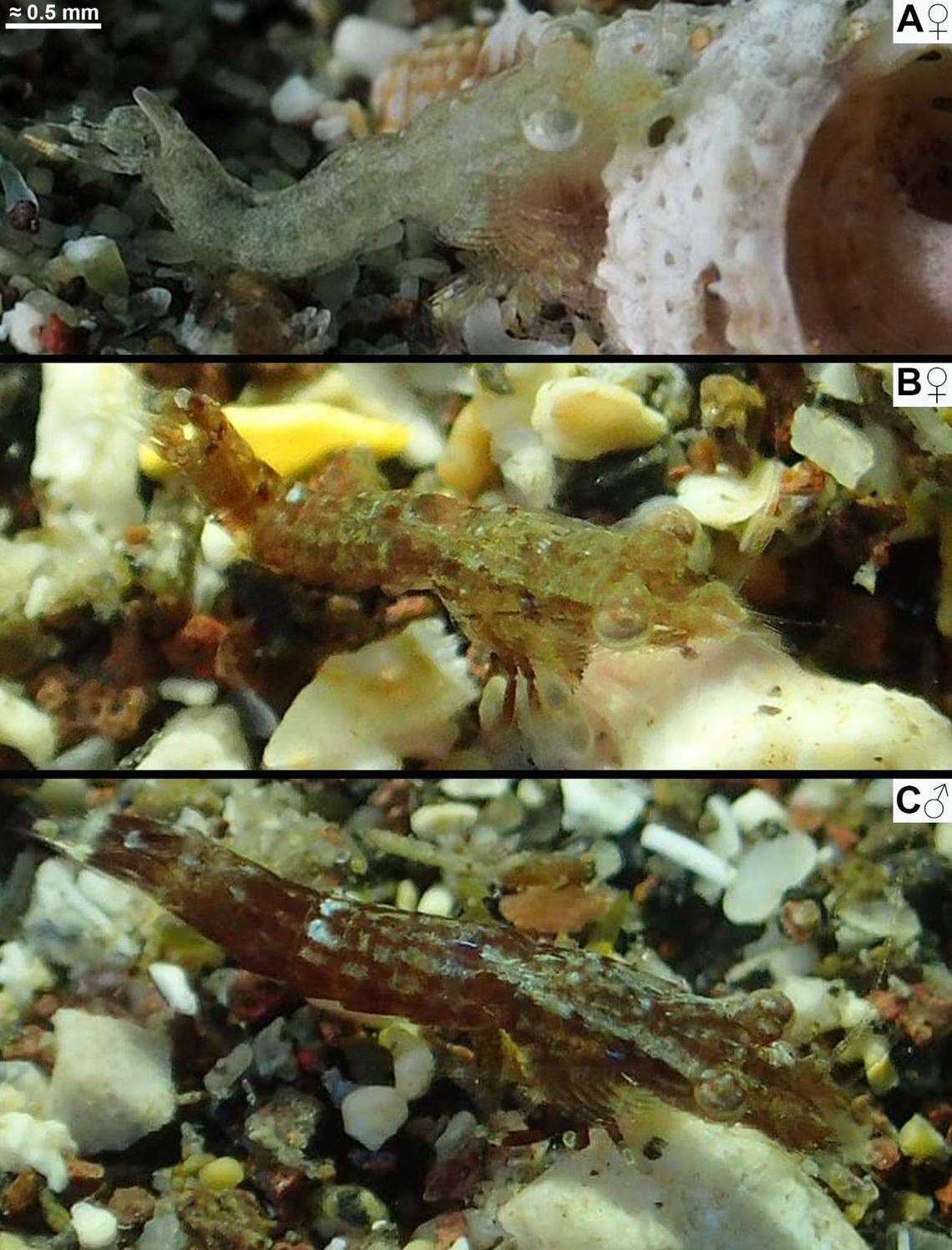 Subadult Mysidopsis canariensis, or Canary Islands mysid shrimps.