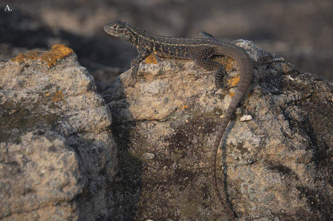 A female Leiolepis glaurung, or Khorat Plateau butterfly lizard.