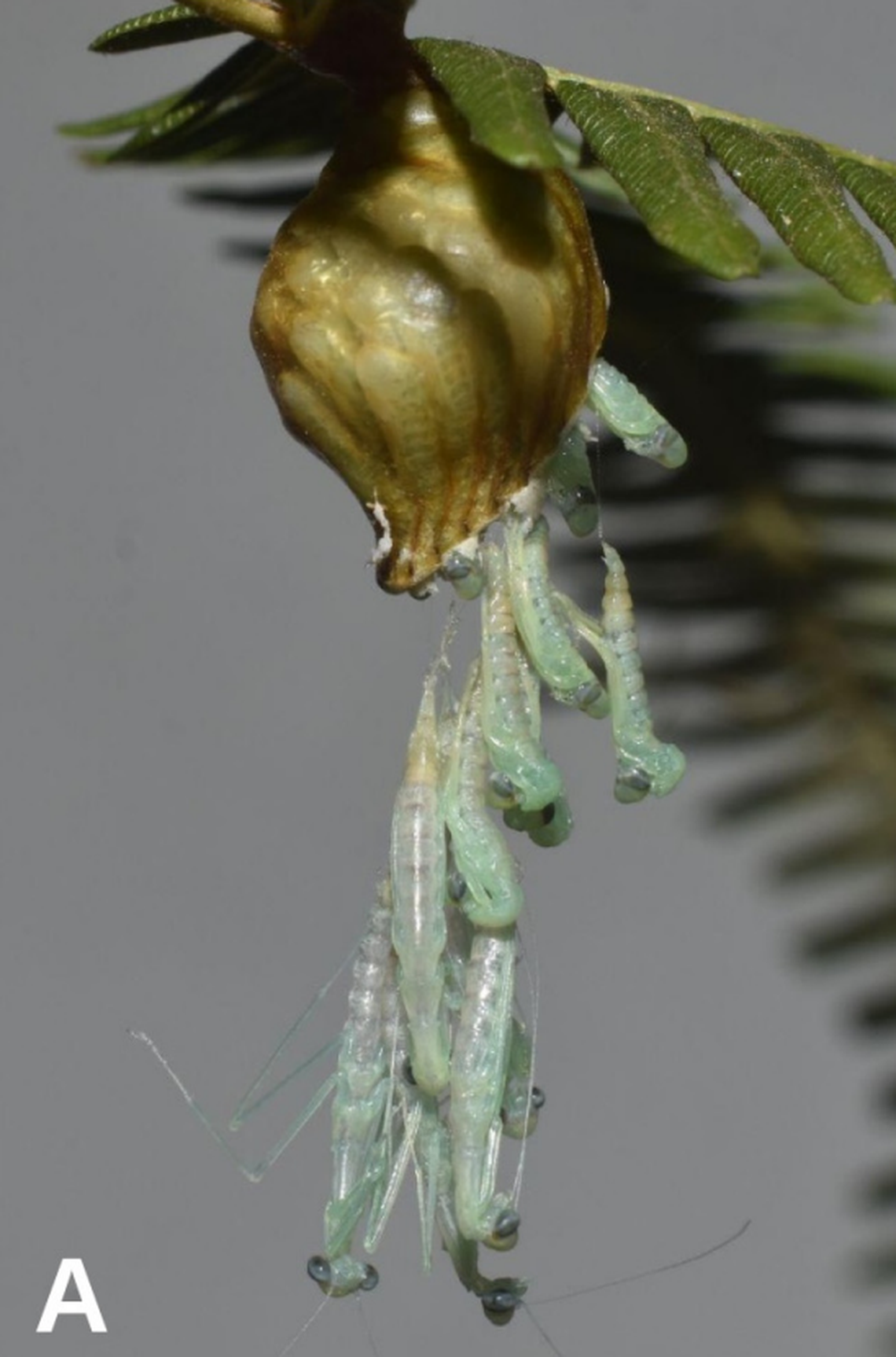 The female mantises were observed guarding their egg cases, or oothecae, all day, according to researchers.