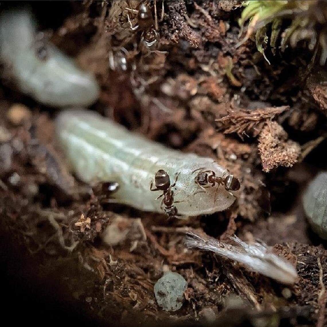 A lavae of Satyrium curiosolus, or the curiously isolated hairstreak, being taken care by ants.