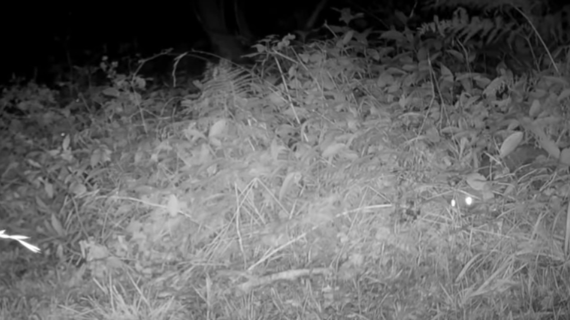 A couple in the United Kingdom checked a trail camera and found a video of a locally extinct predator, a “bouncy little fella.”