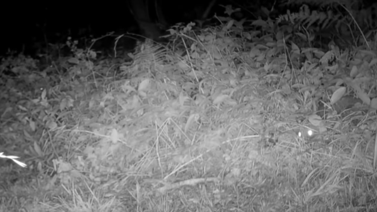 A couple in the United Kingdom checked a trail camera and found a video of a locally extinct predator, a “bouncy little fella.”