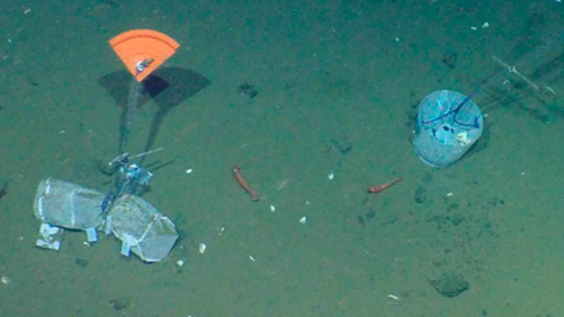 Scientists identified a tiny new species of sea star from the Pacific coast of Canada, Mexico and Costa Rica, according to a new species.