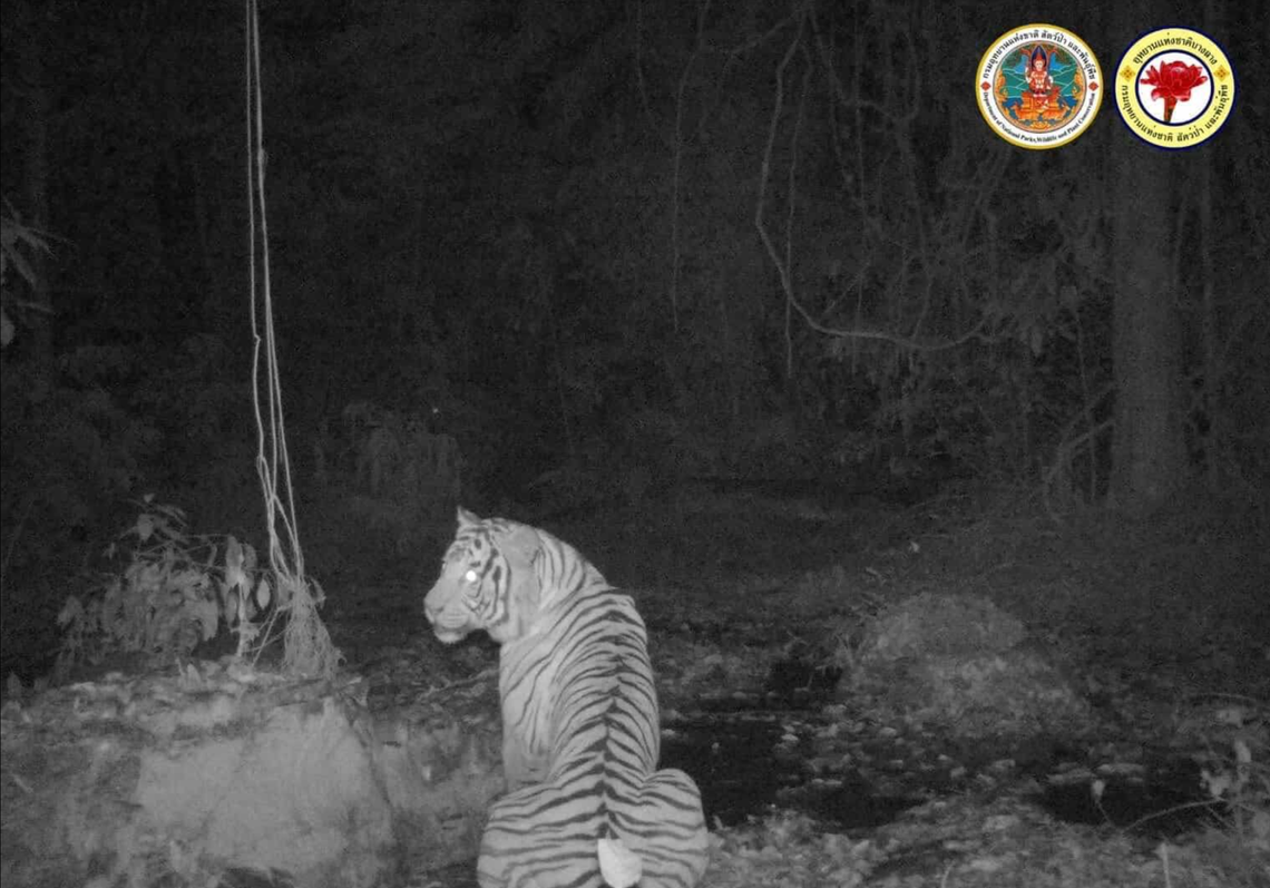 The critically endangered Malayan tiger is only found in Thailand’s southern forests and on the Malaysian Peninsula. 