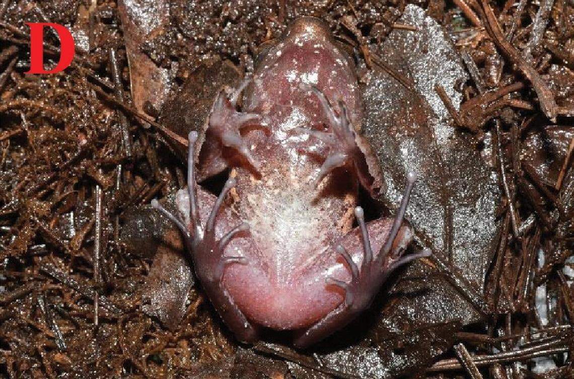 The underside of an Xenophrys yingjiangensis, or Yingjiang horned toad.
