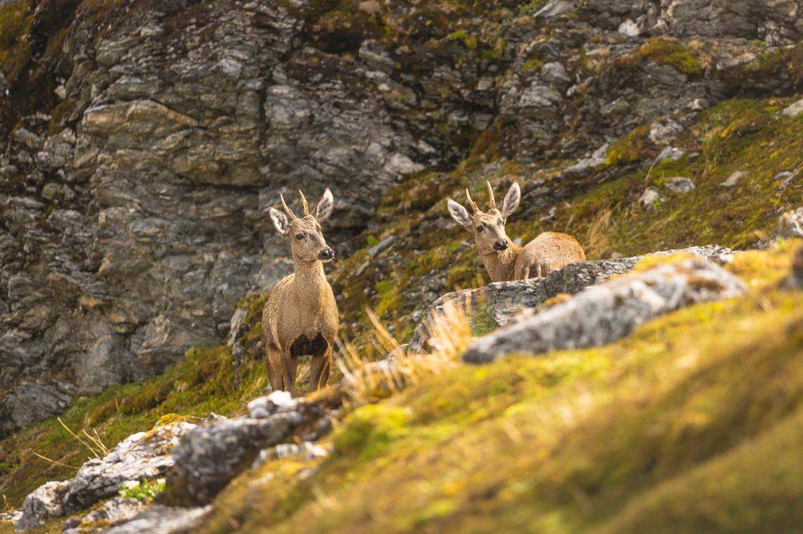 Two huemul deer, or South Andean deer, seen on a peak in Cabo Froward in February.