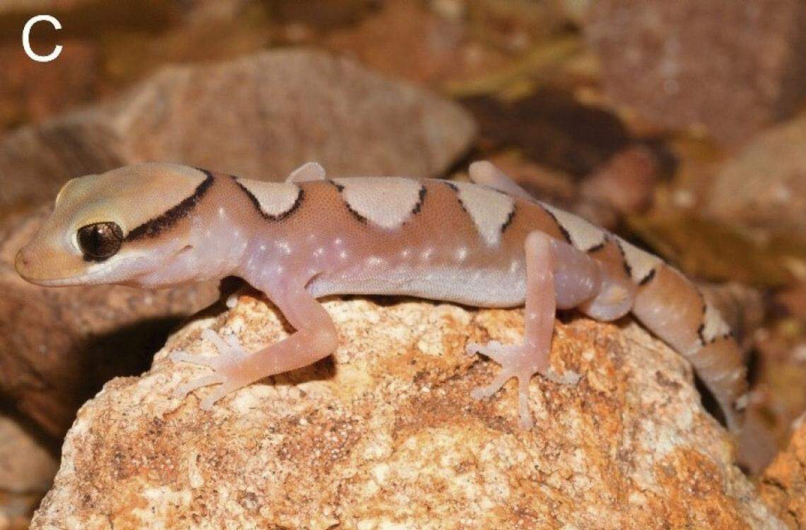 A Diplodactylus fyfei, or Fyfe’s mesa gecko.