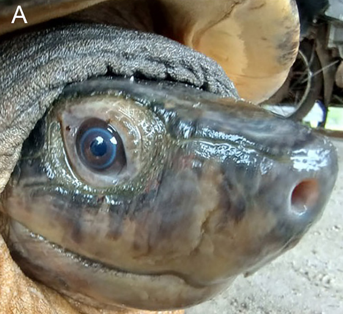 A close-up view of the Malaysian giant turtle, or Orlitia borneensis, seen on Belitung Island.