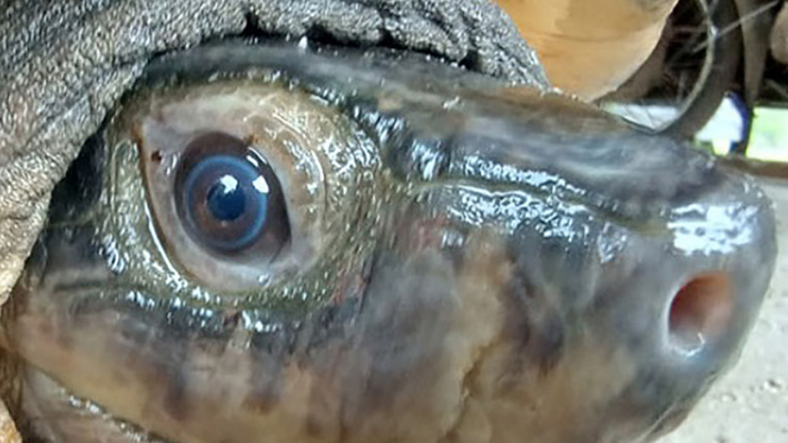 A close-up view of the Malaysian giant turtle, or Orlitia borneensis, seen on Belitung Island.