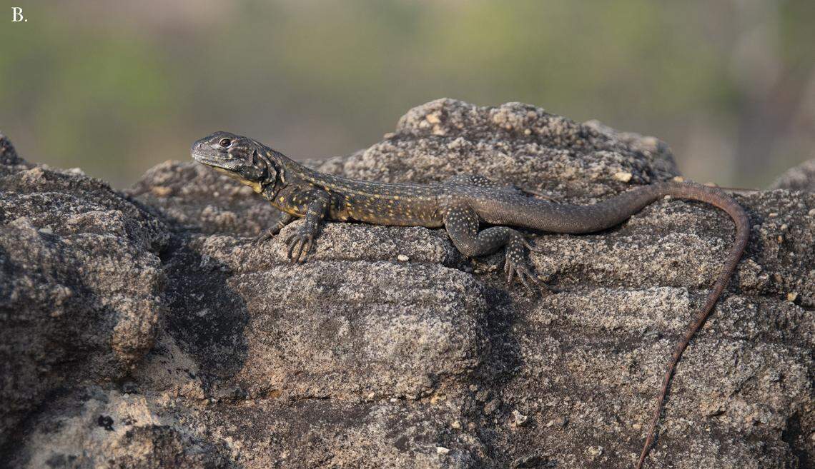 A male Leiolepis glaurung, or Khorat Plateau butterfly lizard.