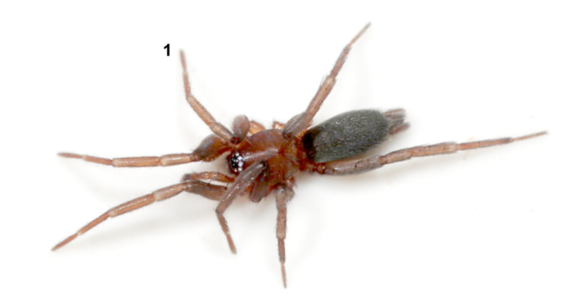 A Hongkongia novia, or strange ground spider.