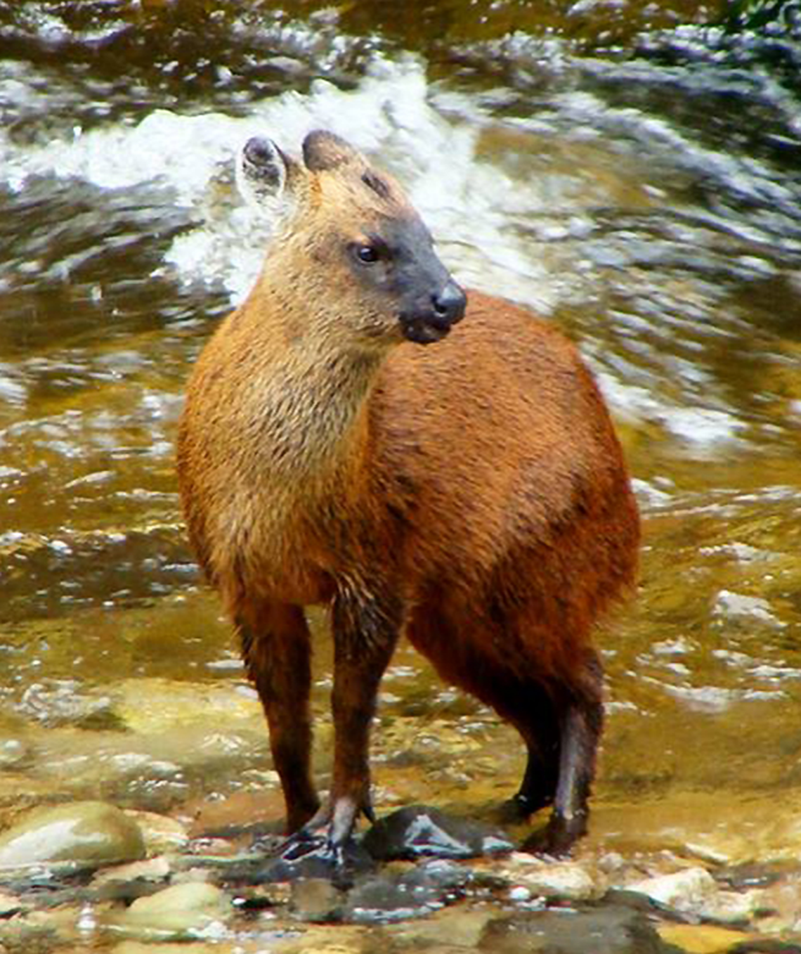 A Pudella carlae, or Peruvian Yungas Pudu, standing near a stream.