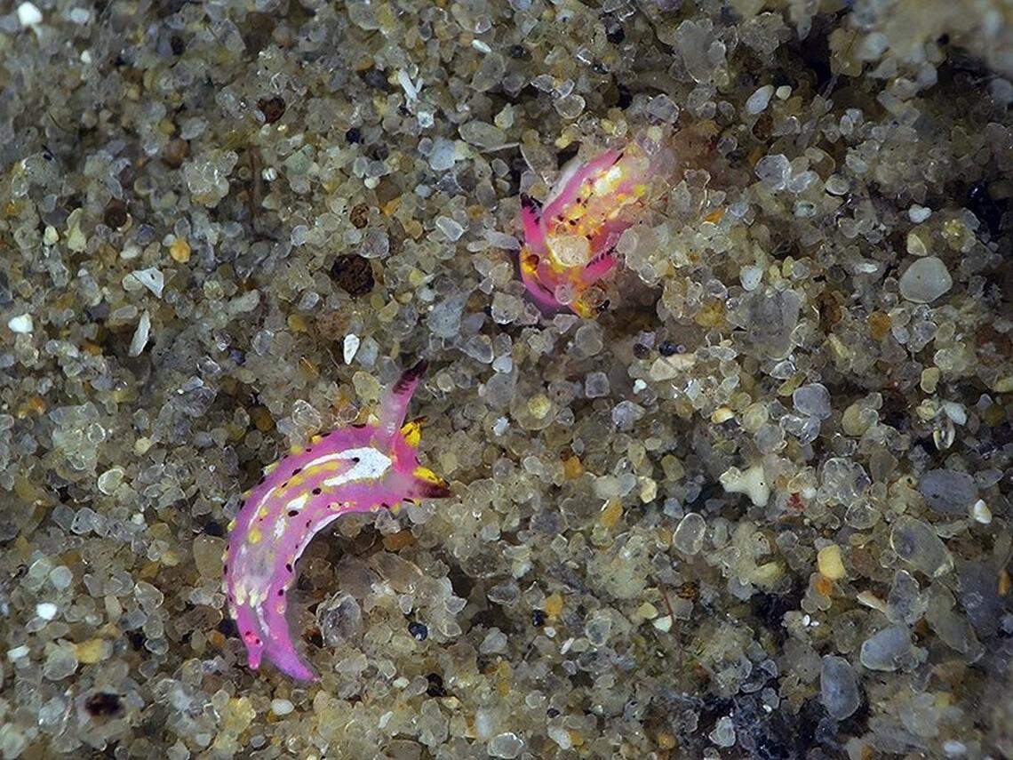 Two Naisdoris labalsaensis, or La Balsa sea slugs.