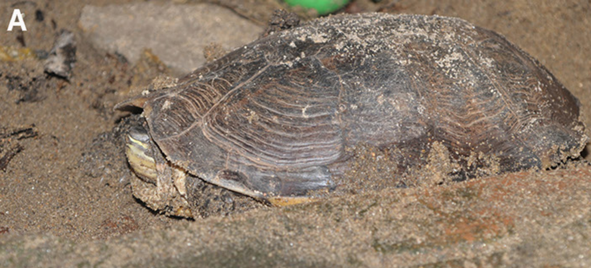 A pet Vietnamese pond turtle, or Mauremys annamensis, found on Hon Lao Island.