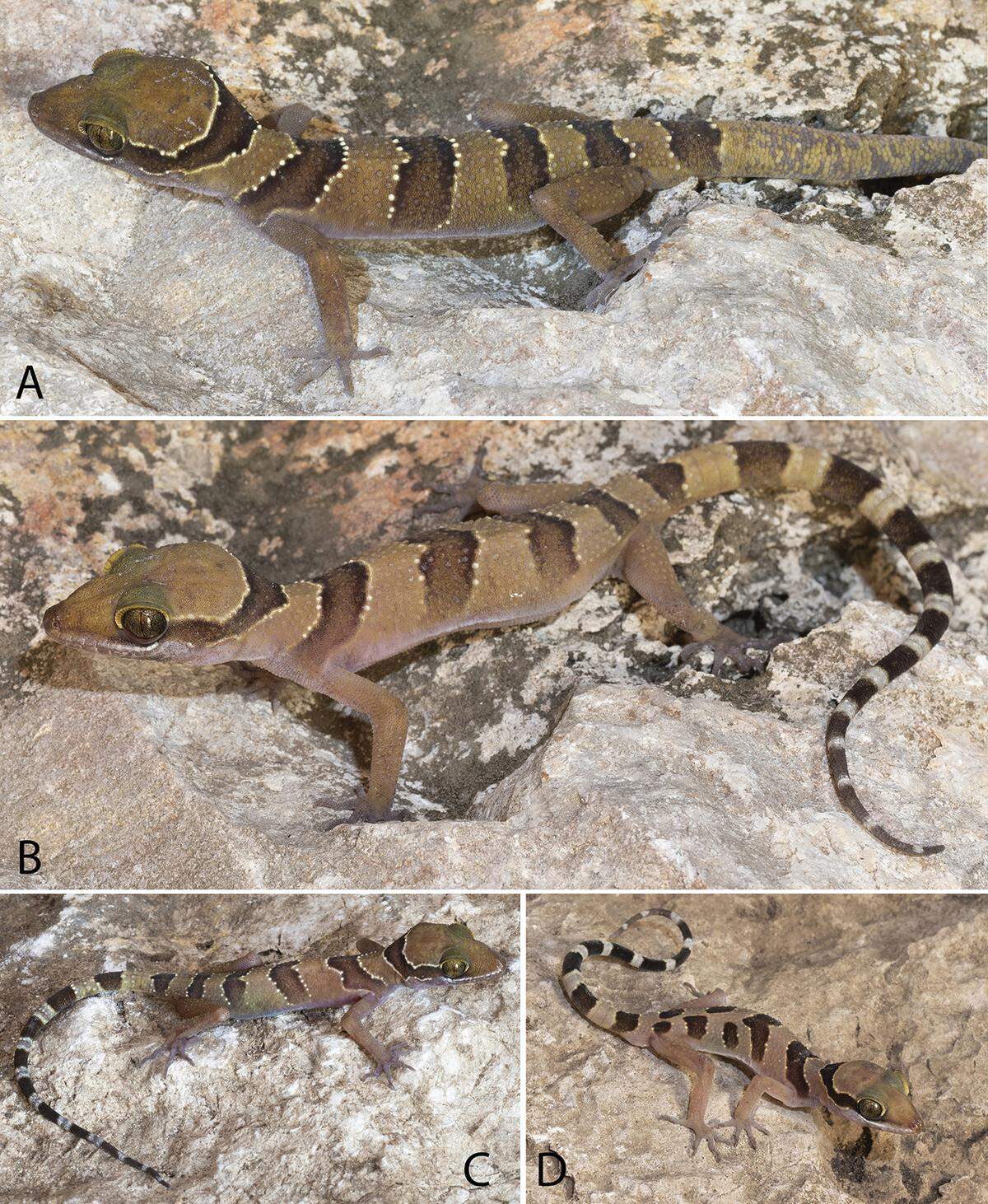 Several Cyrtodactylus kampingpoiensis, or Kamping Poi bent-toed geckos.