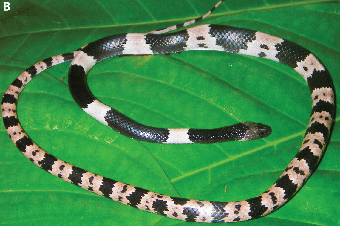 The new species is relatively small compared to other snakes in the Lycodon genus, reseachers said.