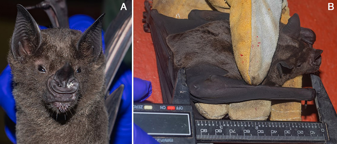 The greater spear-nosed bat is considered a “large-bodied” bat and can cover great distances thanks to well-developed wings, the study said.