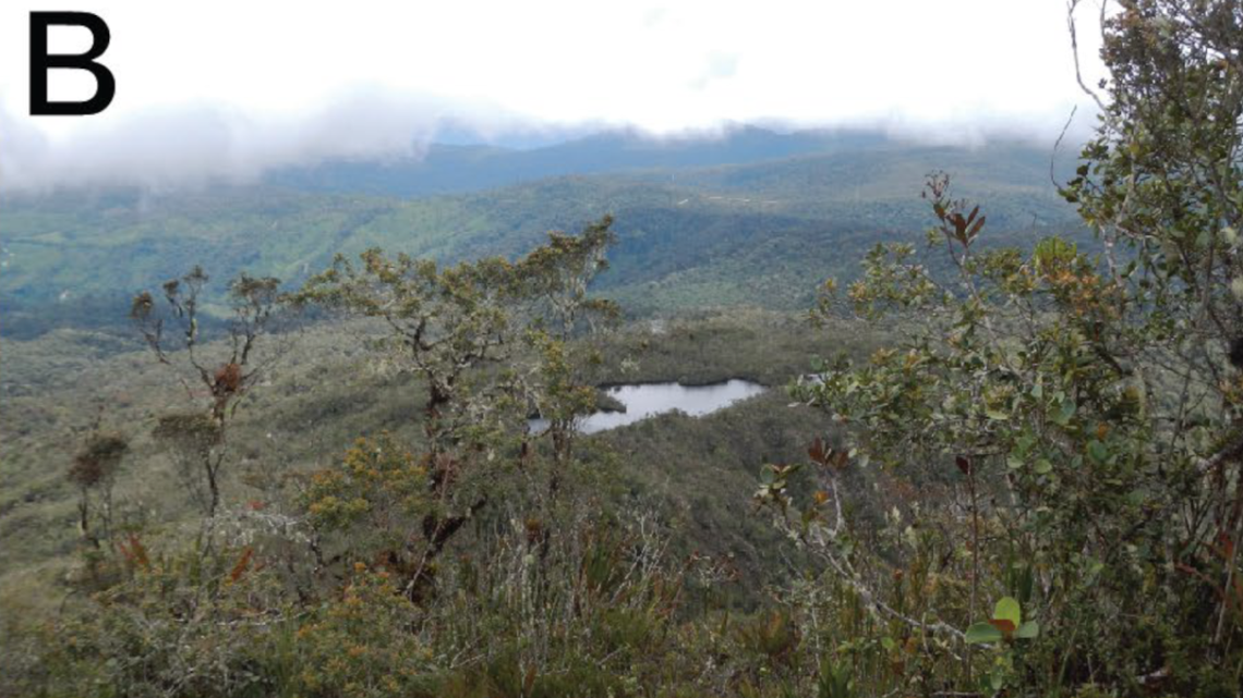 Scientists found a pregnant 1-foot-long creature with a venomous bite in a mountain forest and discovered a new species, a study said.