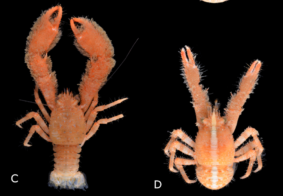 Galathea noboyo is described as having “flufffy” front legs called cheipids, according to the study.