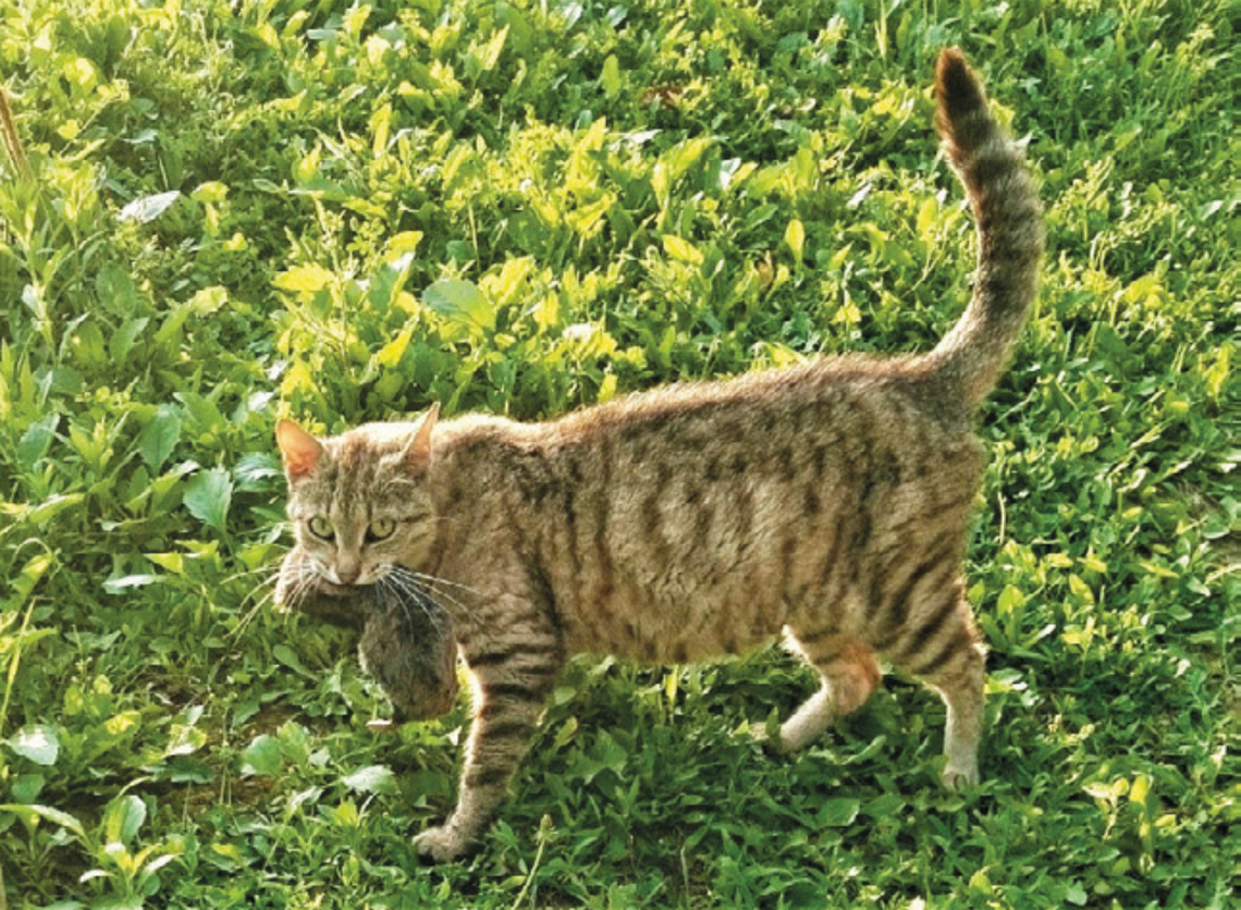 A cat with a blind mole rat in its mouth as seen in Vučedol, Croatia.