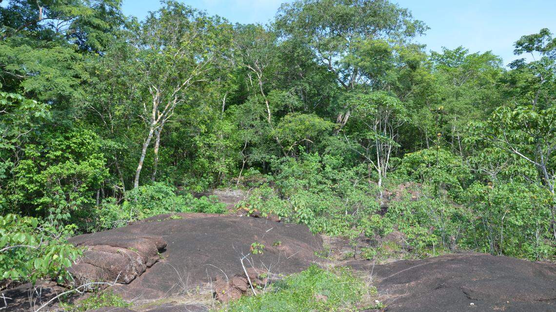 Scientists found a rock-dwelling animal with neck “pockets” in Rondônia and discovered a new species, a study said.