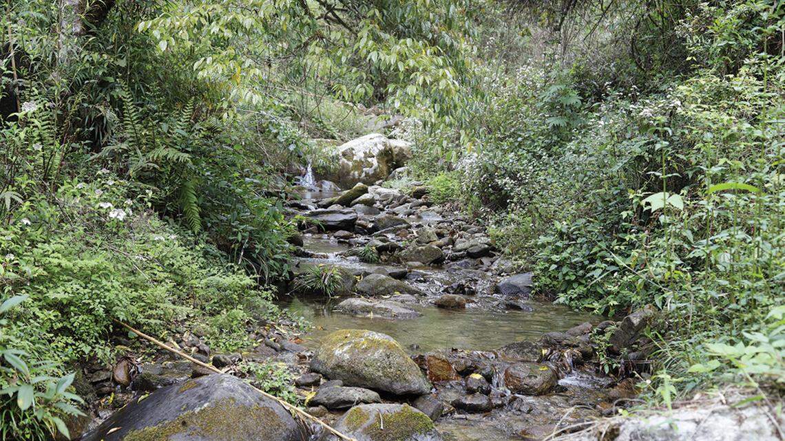 Scientists found a “horned” creature with “diamond-shaped” pupils in a nature reserve in China and discovered a new species, a study said.