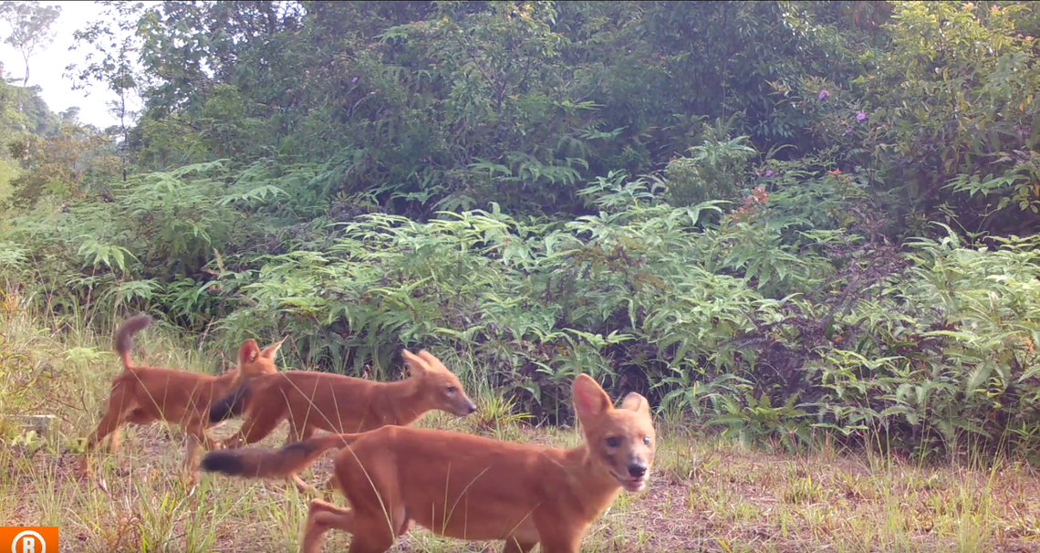 A pack of dholes run past a trail camera in the Cardamom Mountains.