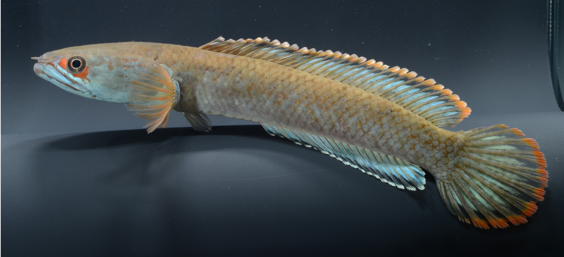 A Channa pyrophthalmus, or fire-eyed snakehead fish.