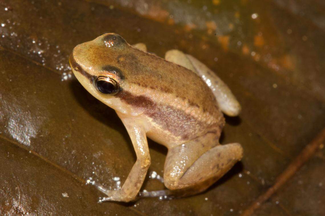 An Allobates liniaureum, or golden line nurse frog.