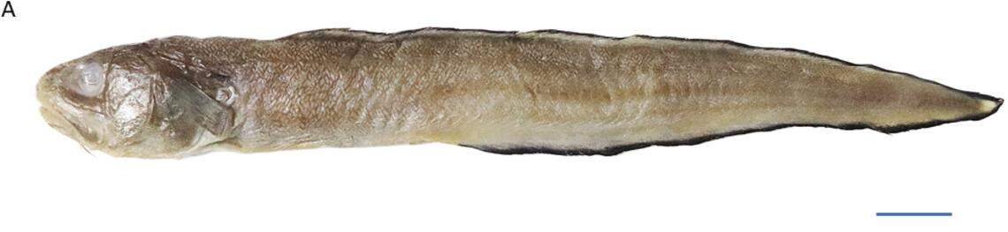 A blackedge cusk eel, or Ophidion muraenolepis, caught off Kerala, India.