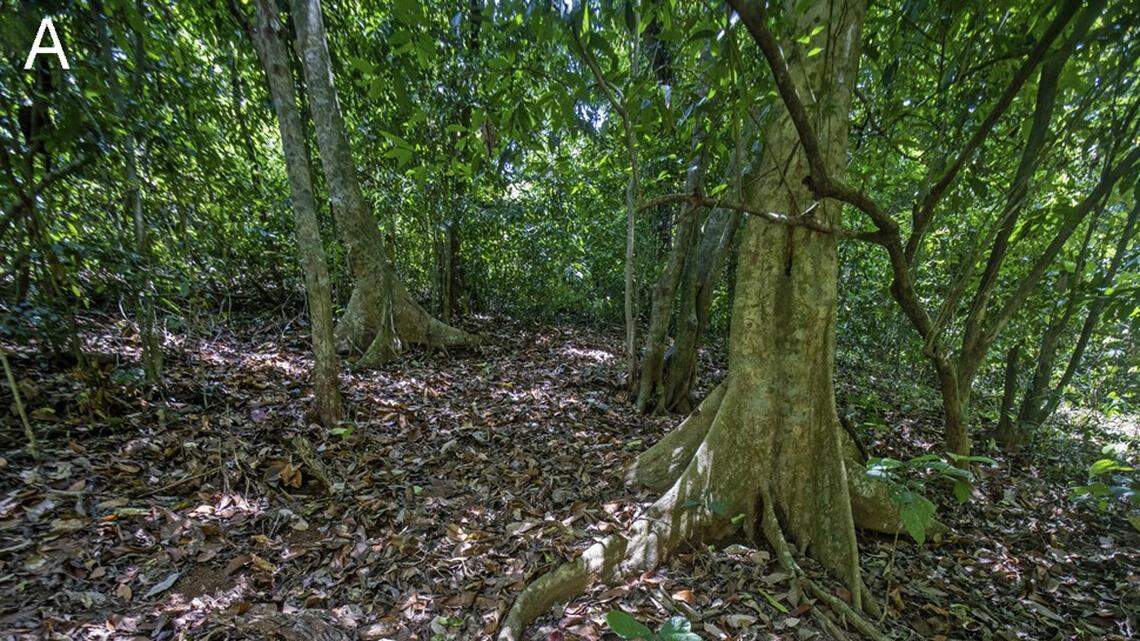 Scientists found a “dragon”-like animal with claws and a colorful throat in a forest of Kerala and discovered a new species, a study said.