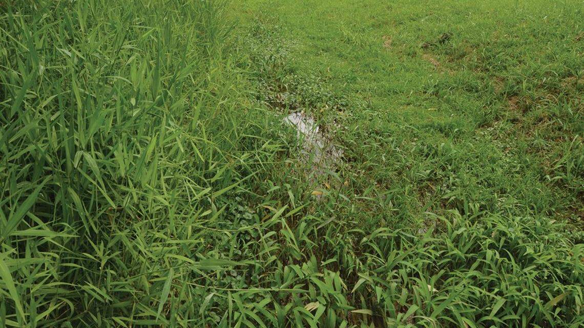 A population of the new species was discovered in a small isolated stream about 40 inches wide and up to 13 inches deep, according to a study.