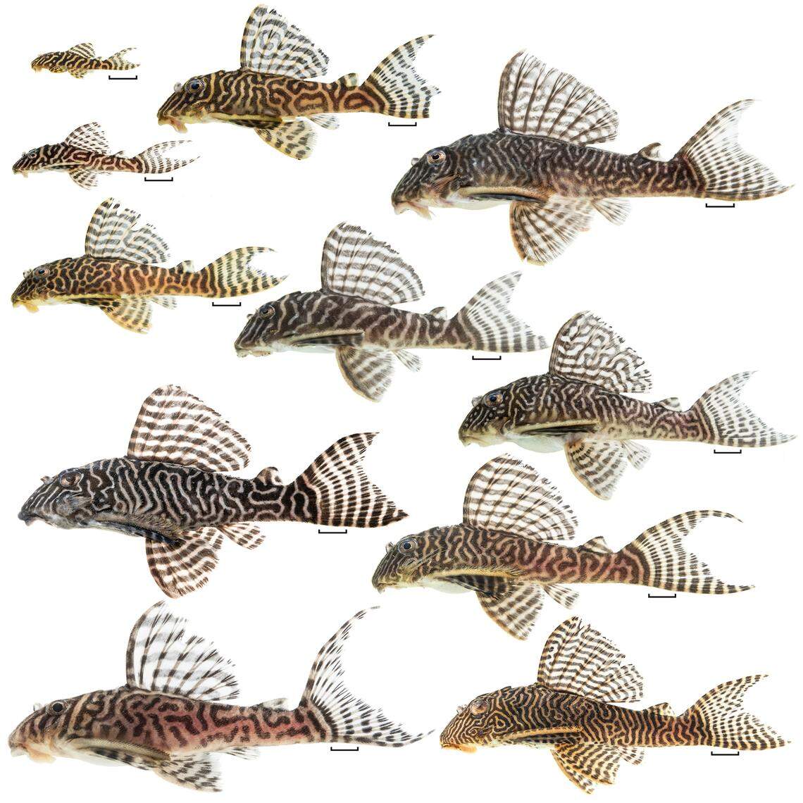 Several Hypancistrus seideli, or Seidel’s armored catfish.