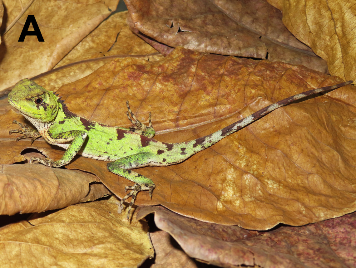 A male Acanthosaura grismeri, or Grismer’s pricklenape lizard.