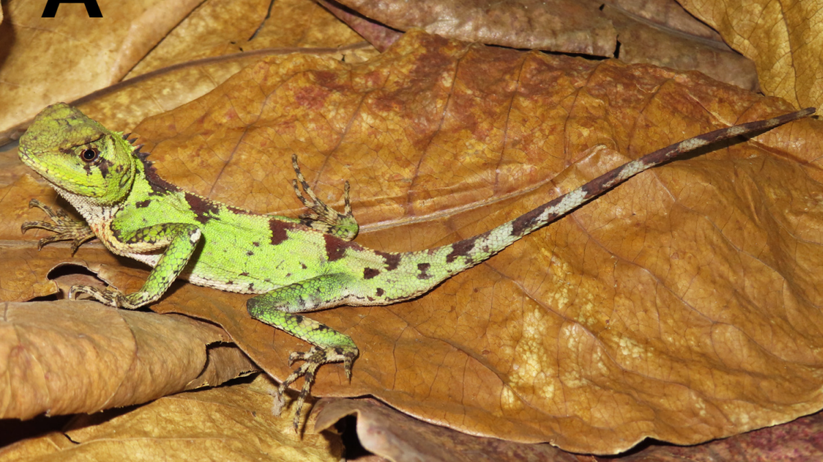 A male Acanthosaura grismeri, or Grismer’s pricklenape lizard.