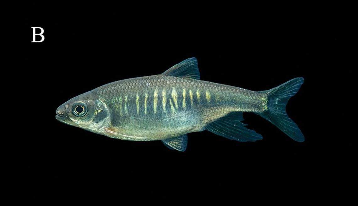A female Opsariichthys iridescens, or iridescent minnow.