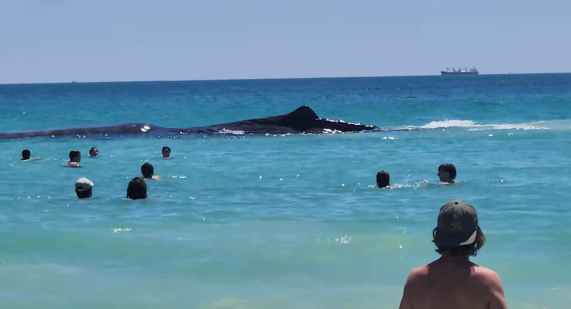 Most onlookers watched from the beach, but many swam out to get closer to the whale, video shows.
