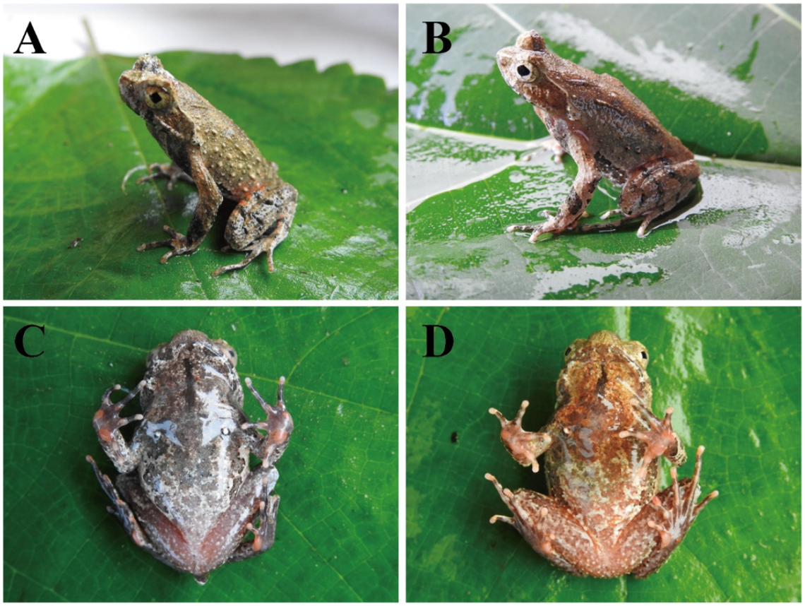 Several Boulenophrys dupanglingensis, or Dupangling horned toads, seen from above and below.