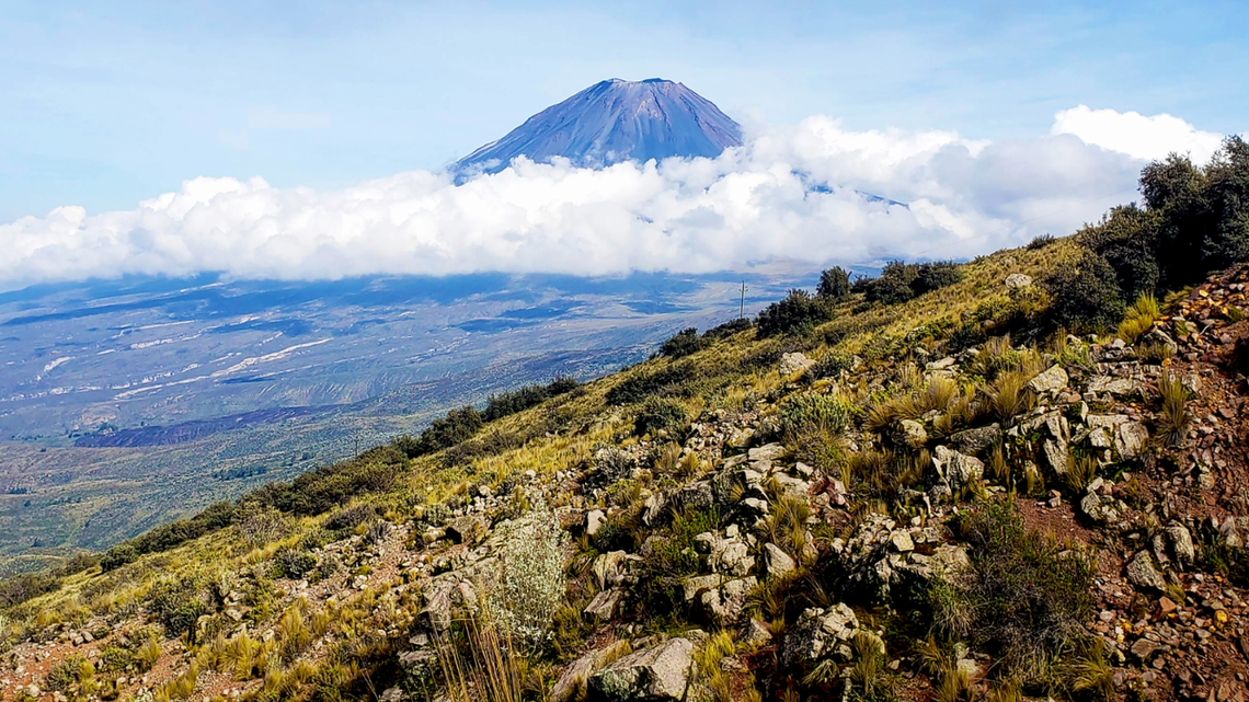 Scientists found a “slender” camouflaged creature on a volcano in Peru and discovered a new species, a study said and photos show.