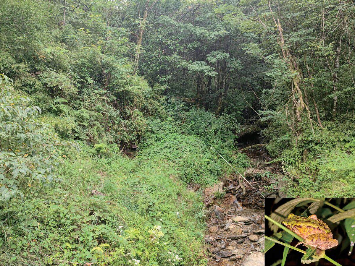 The area where the new species was discovered and a Leishan odorous frog perched on a plant.