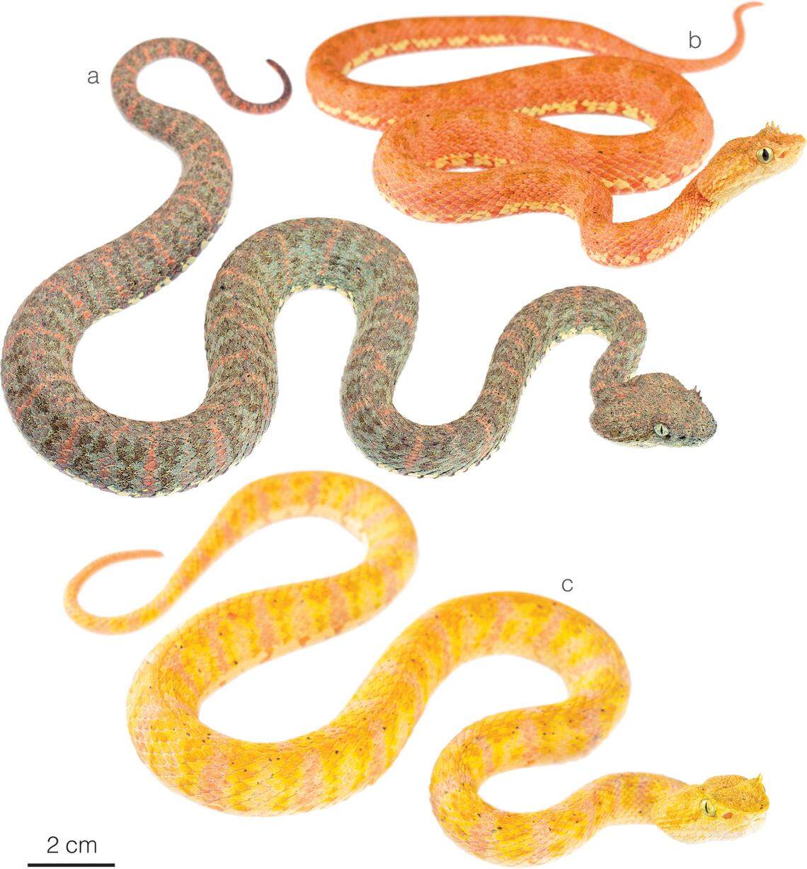 Several Bothriechis rahimi, or Rahim’s eyelash pit vipers.