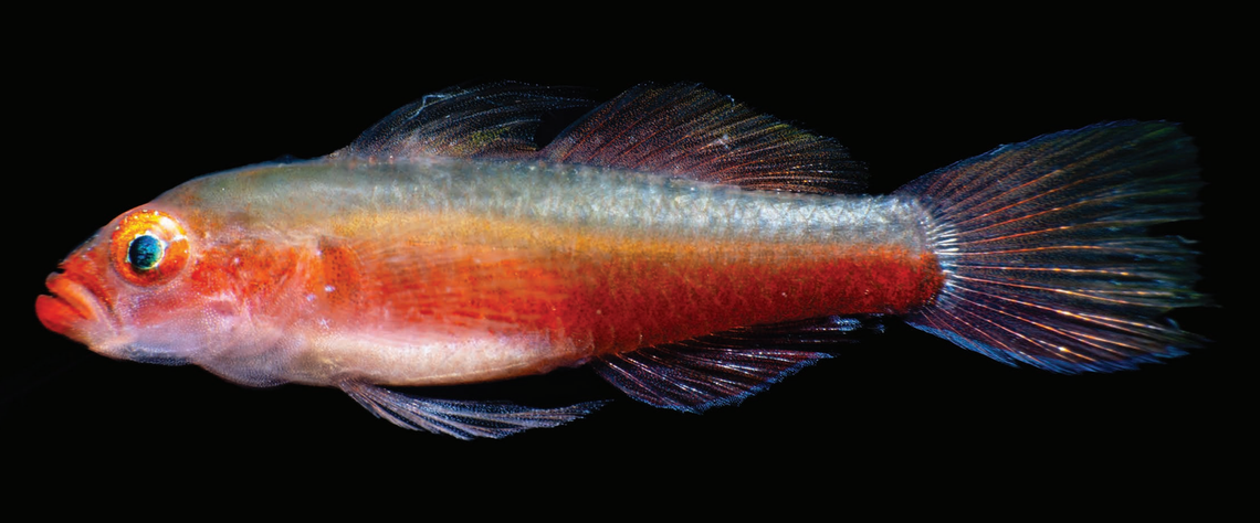 An Eviota bella, or beautiful dwarfgoby.