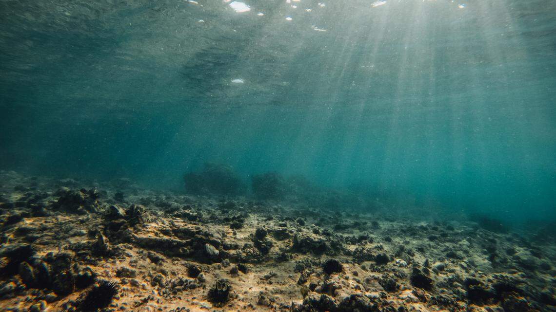Scuba divers in the Gulf of California saw a longfin batfish, a non-native species, in a first-of-its-kind sighting, a study said.