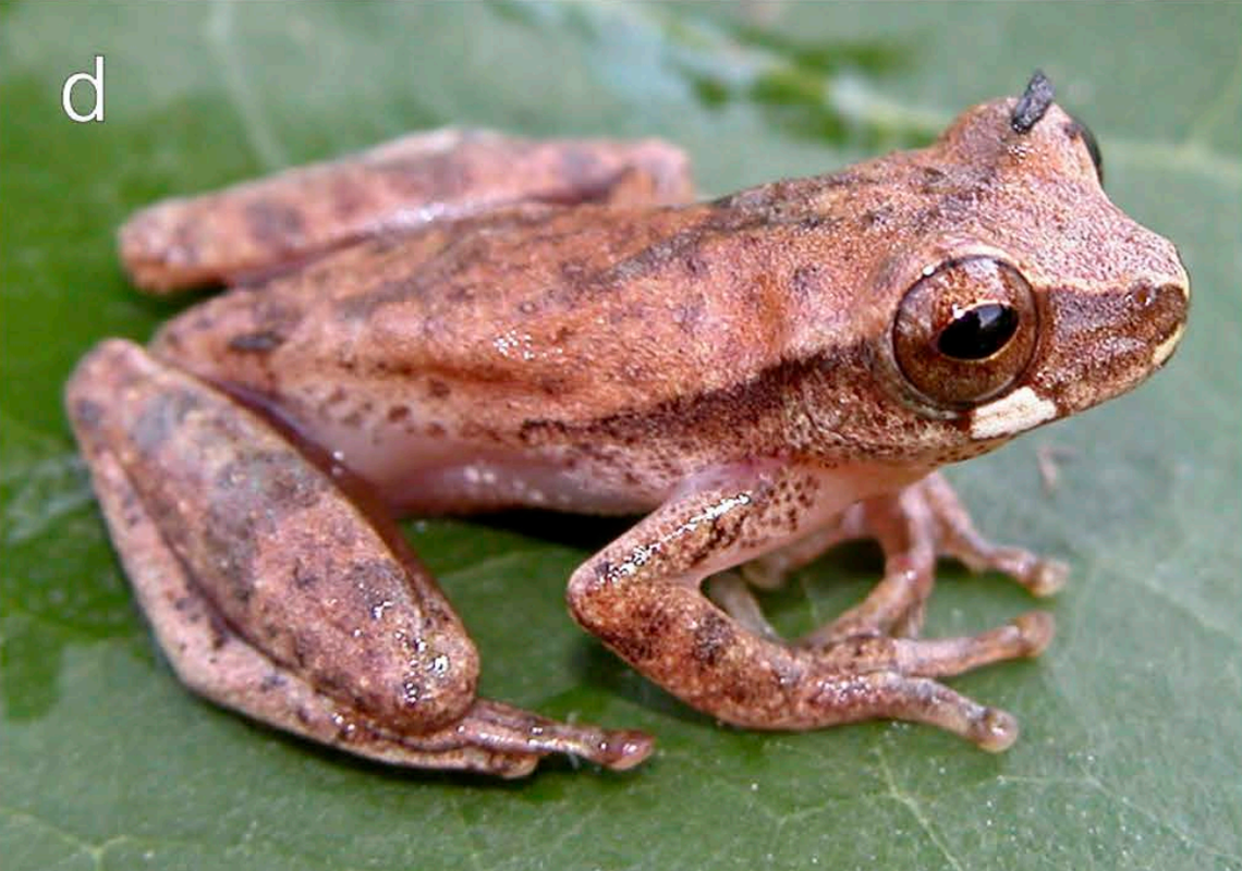 A Dendropsophus jamesi, or James’ tree frog.