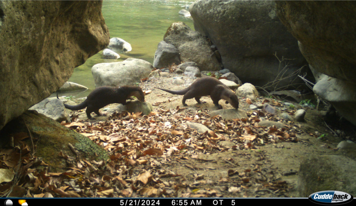A pair of smooth-coated otters seen at Nandhaur Wildlife Sanctuary in May 2024.