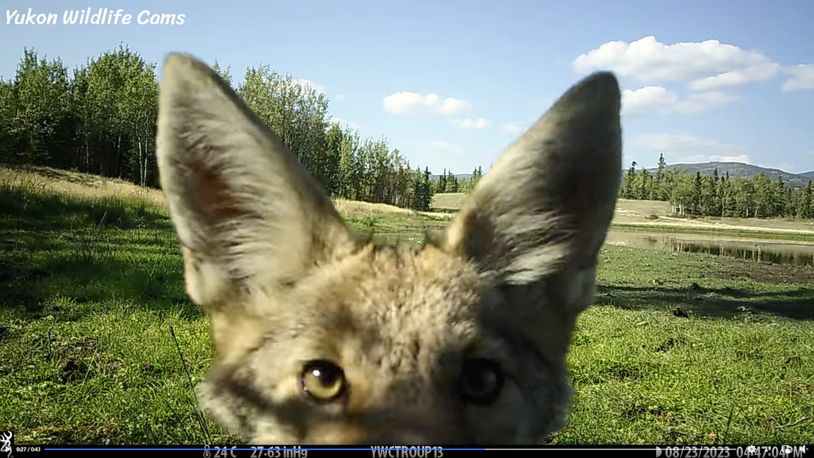 A young coyote in the Yukon wilderness noticed a trail camera then tore a piece off it, a video shows.