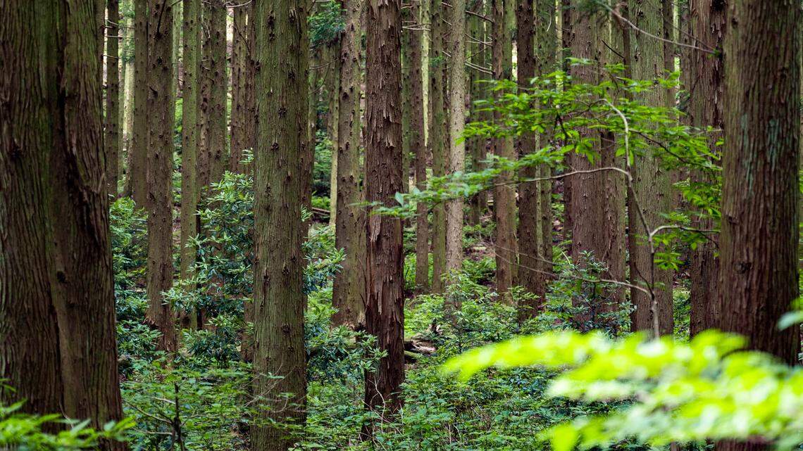 Two new species of land planarians were discovered in forests in South Korea in a region significantly impacted by deforestation and overexploitation during war and occupation, researchers said.