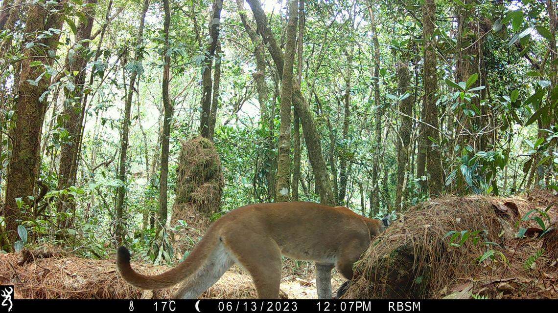 A puma seen at Sierra de las Minas Biosphere Reserve in June 2023.