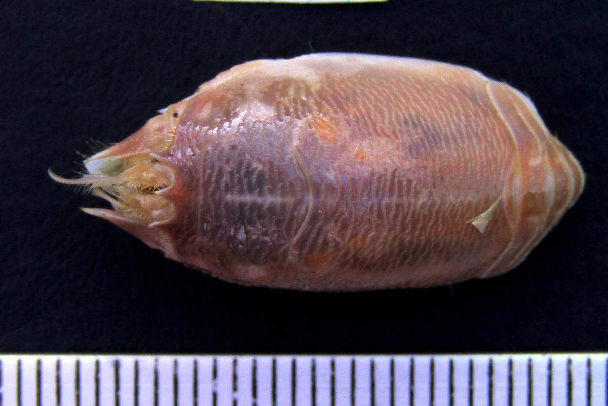 The new mole crab species can be distinguished from other closely related species by the ridges on its shell, researchers said.