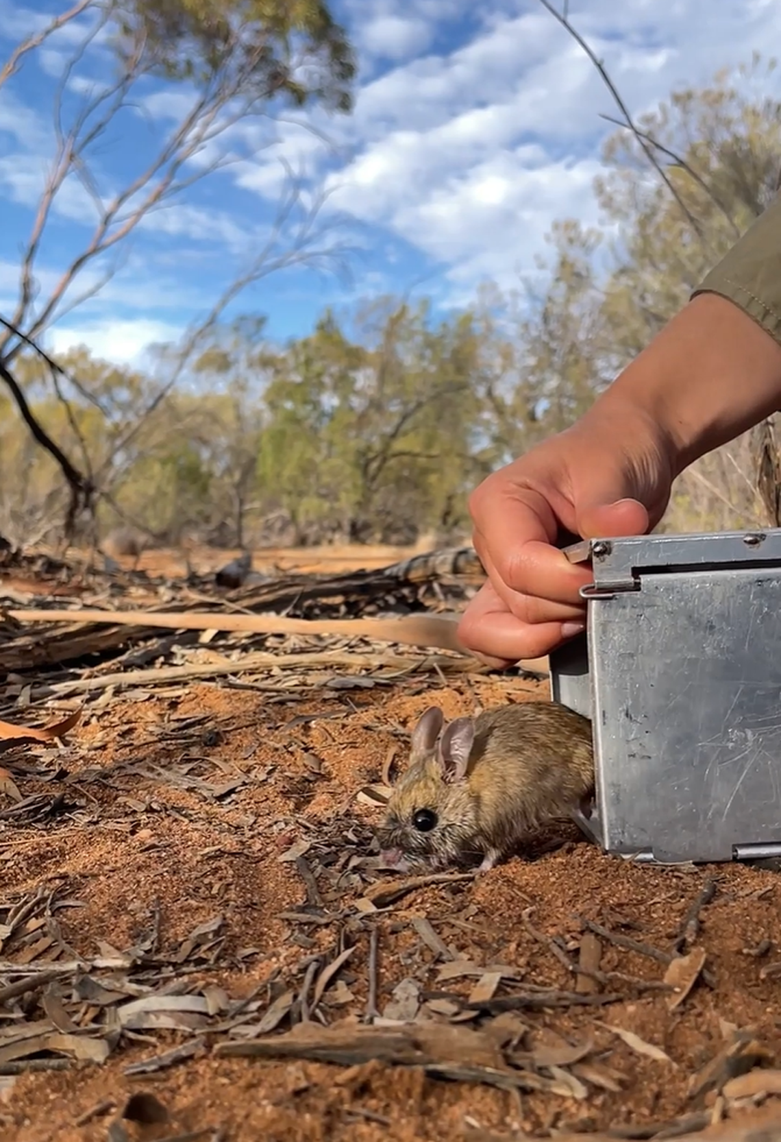 Another hopping mouse being released from a trap at the Mount Gibson Sanctuary.